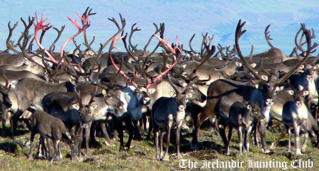 The Icelandic Hunting Club - The best hunting in Iceland and Greenland. 