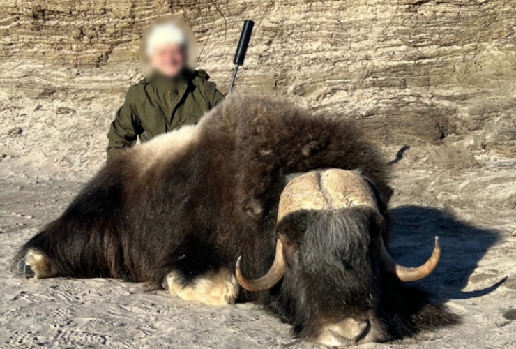 gr-muskox-1 1 - 