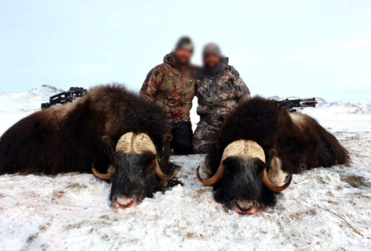 images-text-gr-muskox-2-468x350-1 1 - 