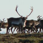 15 Iceland Reindeer 1 - <ul id="menu-sidebar-menu"><li id="menu-item-465" ><a title="Iceland" href="https://huntingiceland.com/iceland/" aria-haspopup="true" data-text="Iceland">Iceland</a>
<ul role="menu">
	<li id="menu-item-469" ><a title="Reindeer Hunting" href="https://huntingiceland.com/reindeer-hunting/" data-text="Reindeer Hunting">Reindeer Hunting</a></li>
	<li id="menu-item-467" ><a title="Ptarmigan Hunting" href="https://huntingiceland.com/ptramigan-hunting/" data-text="Ptarmigan Hunting">Ptarmigan Hunting</a></li>
	<li id="menu-item-464" ><a title="Goose Hunting" href="https://huntingiceland.com/goose-hunting/" data-text="Goose Hunting">Goose Hunting</a></li>
	<li id="menu-item-468" ><a title="Puffin Hunting" href="https://huntingiceland.com/puffin-hunting/" data-text="Puffin Hunting">Puffin Hunting</a></li>
	<li id="menu-item-466" ><a title="Iceland Map" href="https://huntingiceland.com/iceland-map/" data-text="Iceland Map">Iceland Map</a></li>
</ul>
</li>
</ul>					
														<ul>
								<li></li>
								<li></li>
							</ul>
						<ul id="menu-sidebar-menu-1"><li ><a title="Iceland" href="https://huntingiceland.com/iceland/" aria-haspopup="true" data-text="Iceland">Iceland</a>
<ul role="menu">
	<li ><a title="Reindeer Hunting" href="https://huntingiceland.com/reindeer-hunting/" data-text="Reindeer Hunting">Reindeer Hunting</a></li>
	<li ><a title="Ptarmigan Hunting" href="https://huntingiceland.com/ptramigan-hunting/" data-text="Ptarmigan Hunting">Ptarmigan Hunting</a></li>
	<li ><a title="Goose Hunting" href="https://huntingiceland.com/goose-hunting/" data-text="Goose Hunting">Goose Hunting</a></li>
	<li ><a title="Puffin Hunting" href="https://huntingiceland.com/puffin-hunting/" data-text="Puffin Hunting">Puffin Hunting</a></li>
	<li ><a title="Iceland Map" href="https://huntingiceland.com/iceland-map/" data-text="Iceland Map">Iceland Map</a></li>
</ul>
</li>
</ul>											
		<style>@media (min-width:992px){.plus-navigation-wrap.nav-menu67b89ae80f85e #theplus-navigation-normal-menu{display: block!important;}.plus-navigation-wrap.nav-menu67b89ae80f85e #plus-mobile-nav-toggle-nav-menu67b89ae80f85e.collapse.in{display:none;}}@media (max-width:991px){.plus-navigation-wrap.nav-menu67b89ae80f85e #theplus-navigation-normal-menu{display:none !important;}.plus-navigation-wrap.nav-menu67b89ae80f85e .plus-mobile-nav-toggle.mobile-toggle{display: -webkit-flex;display: -moz-flex;display: -ms-flex;display: flex;-webkit-align-items: center;-moz-align-items: center;-ms-align-items: center;align-items: center;-webkit-justify-content: flex-end;-moz-justify-content: flex-end;-ms-justify-content: flex-end;justify-content: flex-end;}}</style>				
						<ul id="menu-sidebar-menu-2"><li id="menu-item-470" ><a title="Greenland" href="https://huntingiceland.com/greenland/" aria-haspopup="true" data-text="Greenland">Greenland</a>
<ul role="menu">
	<li id="menu-item-473" ><a title="Greenland Muskox, Greenland Caribou and Combo" href="https://huntingiceland.com/muskox-reindeer-combo/" data-text="Greenland Muskox, Greenland Caribou and Combo">Greenland Muskox, Greenland Caribou and Combo</a></li>
	<li id="menu-item-472" ><a title="Greenland Muskox Spring Hunt" href="https://huntingiceland.com/greenland-muskox-spring-hunt/" data-text="Greenland Muskox Spring Hunt">Greenland Muskox Spring Hunt</a></li>
	<li id="menu-item-471" ><a title="Greenland Maps" href="https://huntingiceland.com/greenland-map/" data-text="Greenland Maps">Greenland Maps</a></li>
</ul>
</li>
</ul>					
														<ul>
								<li></li>
								<li></li>
							</ul>
						<ul id="menu-sidebar-menu-3"><li ><a title="Greenland" href="https://huntingiceland.com/greenland/" aria-haspopup="true" data-text="Greenland">Greenland</a>
<ul role="menu">
	<li ><a title="Greenland Muskox, Greenland Caribou and Combo" href="https://huntingiceland.com/muskox-reindeer-combo/" data-text="Greenland Muskox, Greenland Caribou and Combo">Greenland Muskox, Greenland Caribou and Combo</a></li>
	<li ><a title="Greenland Muskox Spring Hunt" href="https://huntingiceland.com/greenland-muskox-spring-hunt/" data-text="Greenland Muskox Spring Hunt">Greenland Muskox Spring Hunt</a></li>
	<li ><a title="Greenland Maps" href="https://huntingiceland.com/greenland-map/" data-text="Greenland Maps">Greenland Maps</a></li>
</ul>
</li>
</ul>											
		<style>@media (min-width:992px){.plus-navigation-wrap.nav-menu67b89ae8111e3 #theplus-navigation-normal-menu{display: block!important;}.plus-navigation-wrap.nav-menu67b89ae8111e3 #plus-mobile-nav-toggle-nav-menu67b89ae8111e3.collapse.in{display:none;}}@media (max-width:991px){.plus-navigation-wrap.nav-menu67b89ae8111e3 #theplus-navigation-normal-menu{display:none !important;}.plus-navigation-wrap.nav-menu67b89ae8111e3 .plus-mobile-nav-toggle.mobile-toggle{display: -webkit-flex;display: -moz-flex;display: -ms-flex;display: flex;-webkit-align-items: center;-moz-align-items: center;-ms-align-items: center;align-items: center;-webkit-justify-content: flex-end;-moz-justify-content: flex-end;-ms-justify-content: flex-end;justify-content: flex-end;}}</style>				
					<h2>Partners</h2>				
																<a href="https://www.craigboddington.com/" target="_blank">
							<img width="200" height="163" src="https://huntingiceland.com/wp-content/uploads/2025/01/bc_7423-boddington-endorsed-logo_outfitter_final-1.png" alt="" />								</a>
																<a href="https://www.globalrescue.com/" target="_blank">
							<img width="200" height="138" src="https://huntingiceland.com/wp-content/uploads/2025/01/globalrescue-1.png" alt="" />								</a>
																<a href="https://safariclub.org/" target="_blank">
							<img width="200" height="202" src="https://huntingiceland.com/wp-content/uploads/2025/01/sci_logo_round-2.png" alt="" />								</a>
															<img width="912" height="72" src="https://huntingiceland.com/wp-content/uploads/2025/01/The-Icelandic-hunting-Club.png" alt="" srcset="https://huntingiceland.com/wp-content/uploads/2025/01/The-Icelandic-hunting-Club.png 912w, https://huntingiceland.com/wp-content/uploads/2025/01/The-Icelandic-hunting-Club-300x24.png 300w, https://huntingiceland.com/wp-content/uploads/2025/01/The-Icelandic-hunting-Club-768x61.png 768w" sizes="(max-width: 912px) 100vw, 912px" />															
					<h2>A Dedicated Full-Service Hunting Outfitter Owned and Operated by Björn Birgisson Iceland´s Premier Hunting Outfitter</h2>				
		<p>The Icelandic Hunting Club was founded by Björn Birgisson in 1994, and has an international reputation as Iceland´s premier hunting outfitter.</p><p>Björn has more than 40 years of hunting experience. We hold Ethics, Honesty and Integrity in high regard and strive to deal with each client on a personal and individual basis.</p><p>Successive presidents of Safari Club International have chosen The Icelandic Hunting Club as their hunting destination. Craig Boddington, the famous American hunting writer, has hunted with Björn Birgisson and The Icelandic Hunting Club, both in Iceland and Greenland, and makes numerous references to these hunts in his articles.</p><p>We have invested our time, effort and the financial resources necessary, to develop an outstanding and diverse array of hunting packages in Iceland and Greenland. </p>		
					<h2>Gallery</h2>				
			<figure class='gallery-item'>
				<a data-elementor-open-lightbox="yes" data-elementor-lightbox-slideshow="1ef9001" data-elementor-lightbox-title="images-text-gr-muskox-2-468x350-1 1 (1)" data-e-action-hash="#elementor-action%3Aaction%3Dlightbox%26settings%3DeyJpZCI6MTA4MSwidXJsIjoiaHR0cHM6XC9cL2h1bnRpbmdpY2VsYW5kLmNvbVwvd3AtY29udGVudFwvdXBsb2Fkc1wvMjAyNVwvMDJcL2ltYWdlcy10ZXh0LWdyLW11c2tveC0yLTQ2OHgzNTAtMS0xLTEucG5nIiwic2xpZGVzaG93IjoiMWVmOTAwMSJ9" href='https://huntingiceland.com/wp-content/uploads/2025/02/images-text-gr-muskox-2-468x350-1-1-1.png'><img width="150" height="150" src="https://huntingiceland.com/wp-content/uploads/2025/02/images-text-gr-muskox-2-468x350-1-1-1-150x150.png" alt="" decoding="async" /></a>
			</figure><figure class='gallery-item'>
				<a data-elementor-open-lightbox="yes" data-elementor-lightbox-slideshow="1ef9001" data-elementor-lightbox-title="Snaefell-150x150" data-e-action-hash="#elementor-action%3Aaction%3Dlightbox%26settings%3DeyJpZCI6NzgwLCJ1cmwiOiJodHRwczpcL1wvaHVudGluZ2ljZWxhbmQuY29tXC93cC1jb250ZW50XC91cGxvYWRzXC8yMDI1XC8wMVwvU25hZWZlbGwtMTUweDE1MC0xMy5wbmciLCJzbGlkZXNob3ciOiIxZWY5MDAxIn0%3D" href='https://huntingiceland.com/wp-content/uploads/2025/01/Snaefell-150x150-13.png'><img width="150" height="150" src="https://huntingiceland.com/wp-content/uploads/2025/01/Snaefell-150x150-13-150x150.png" alt="" decoding="async" /></a>
			</figure><figure class='gallery-item'>
				<a data-elementor-open-lightbox="yes" data-elementor-lightbox-slideshow="1ef9001" data-elementor-lightbox-title="Daniel-Mullholland (5)" data-e-action-hash="#elementor-action%3Aaction%3Dlightbox%26settings%3DeyJpZCI6MTAzMiwidXJsIjoiaHR0cHM6XC9cL2h1bnRpbmdpY2VsYW5kLmNvbVwvd3AtY29udGVudFwvdXBsb2Fkc1wvMjAyNVwvMDJcL0RhbmllbC1NdWxsaG9sbGFuZC01LnBuZyIsInNsaWRlc2hvdyI6IjFlZjkwMDEifQ%3D%3D" href='https://huntingiceland.com/wp-content/uploads/2025/02/Daniel-Mullholland-5.png'><img width="150" height="150" src="https://huntingiceland.com/wp-content/uploads/2025/02/Daniel-Mullholland-5-150x150.png" alt="" decoding="async" /></a>
			</figure><figure class='gallery-item'>
				<a data-elementor-open-lightbox="yes" data-elementor-lightbox-slideshow="1ef9001" data-elementor-lightbox-title="image-5" data-e-action-hash="#elementor-action%3Aaction%3Dlightbox%26settings%3DeyJpZCI6OTM2LCJ1cmwiOiJodHRwczpcL1wvaHVudGluZ2ljZWxhbmQuY29tXC93cC1jb250ZW50XC91cGxvYWRzXC8yMDI1XC8wMlwvaW1hZ2UtNS5wbmciLCJzbGlkZXNob3ciOiIxZWY5MDAxIn0%3D" href='https://huntingiceland.com/wp-content/uploads/2025/02/image-5.png'><img width="150" height="150" src="https://huntingiceland.com/wp-content/uploads/2025/02/image-5-150x150.png" alt="" decoding="async" srcset="https://huntingiceland.com/wp-content/uploads/2025/02/image-5-150x150.png 150w, https://huntingiceland.com/wp-content/uploads/2025/02/image-5.png 154w" sizes="(max-width: 150px) 100vw, 150px" /></a>
			</figure><figure class='gallery-item'>
				<a data-elementor-open-lightbox="yes" data-elementor-lightbox-slideshow="1ef9001" data-elementor-lightbox-title="Black-Beach-150x150" data-e-action-hash="#elementor-action%3Aaction%3Dlightbox%26settings%3DeyJpZCI6Nzg3LCJ1cmwiOiJodHRwczpcL1wvaHVudGluZ2ljZWxhbmQuY29tXC93cC1jb250ZW50XC91cGxvYWRzXC8yMDI1XC8wMVwvQmxhY2stQmVhY2gtMTUweDE1MC0xNC5wbmciLCJzbGlkZXNob3ciOiIxZWY5MDAxIn0%3D" href='https://huntingiceland.com/wp-content/uploads/2025/01/Black-Beach-150x150-14.png'><img width="150" height="150" src="https://huntingiceland.com/wp-content/uploads/2025/01/Black-Beach-150x150-14-150x150.png" alt="" decoding="async" srcset="https://huntingiceland.com/wp-content/uploads/2025/01/Black-Beach-150x150-14-150x150.png 150w, https://huntingiceland.com/wp-content/uploads/2025/01/Black-Beach-150x150-14-700x700.png 700w" sizes="(max-width: 150px) 100vw, 150px" /></a>
			</figure><figure class='gallery-item'>
				<a data-elementor-open-lightbox="yes" data-elementor-lightbox-slideshow="1ef9001" data-elementor-lightbox-title="13 Happy hunters in Greenland kopi 1" data-e-action-hash="#elementor-action%3Aaction%3Dlightbox%26settings%3DeyJpZCI6MTUzOCwidXJsIjoiaHR0cHM6XC9cL2h1bnRpbmdpY2VsYW5kLmNvbVwvd3AtY29udGVudFwvdXBsb2Fkc1wvMjAyNVwvMDJcLzEzLUhhcHB5LWh1bnRlcnMtaW4tR3JlZW5sYW5kLWtvcGktMS1zY2FsZWQuanBnIiwic2xpZGVzaG93IjoiMWVmOTAwMSJ9" data-elementor-lightbox-description="" href='https://huntingiceland.com/wp-content/uploads/2025/02/13-Happy-hunters-in-Greenland-kopi-1-scaled.jpg'><img width="150" height="150" src="https://huntingiceland.com/wp-content/uploads/2025/02/13-Happy-hunters-in-Greenland-kopi-1-150x150.jpg" alt="" aria-describedby="gallery-1-1538" decoding="async" srcset="https://huntingiceland.com/wp-content/uploads/2025/02/13-Happy-hunters-in-Greenland-kopi-1-150x150.jpg 150w, https://huntingiceland.com/wp-content/uploads/2025/02/13-Happy-hunters-in-Greenland-kopi-1-700x700.jpg 700w" sizes="(max-width: 150px) 100vw, 150px" /></a>
				<figcaption class='wp-caption-text gallery-caption' id='gallery-1-1538'>
				
				</figcaption></figure><figure class='gallery-item'>
				<a data-elementor-open-lightbox="yes" data-elementor-lightbox-slideshow="1ef9001" data-elementor-lightbox-title="15 Iceland Reindeer 1" data-e-action-hash="#elementor-action%3Aaction%3Dlightbox%26settings%3DeyJpZCI6MTUzOSwidXJsIjoiaHR0cHM6XC9cL2h1bnRpbmdpY2VsYW5kLmNvbVwvd3AtY29udGVudFwvdXBsb2Fkc1wvMjAyNVwvMDJcLzE1LUljZWxhbmQtUmVpbmRlZXItMS5qcGciLCJzbGlkZXNob3ciOiIxZWY5MDAxIn0%3D" data-elementor-lightbox-description="" href='https://huntingiceland.com/wp-content/uploads/2025/02/15-Iceland-Reindeer-1.jpg'><img width="150" height="150" src="https://huntingiceland.com/wp-content/uploads/2025/02/15-Iceland-Reindeer-1-150x150.jpg" alt="" aria-describedby="gallery-1-1539" decoding="async" /></a>
				<figcaption class='wp-caption-text gallery-caption' id='gallery-1-1539'>
				
				</figcaption></figure><figure class='gallery-item'>
				<a data-elementor-open-lightbox="yes" data-elementor-lightbox-slideshow="1ef9001" data-elementor-lightbox-title="17 Iceland Reindeet 1" data-e-action-hash="#elementor-action%3Aaction%3Dlightbox%26settings%3DeyJpZCI6MTU0MCwidXJsIjoiaHR0cHM6XC9cL2h1bnRpbmdpY2VsYW5kLmNvbVwvd3AtY29udGVudFwvdXBsb2Fkc1wvMjAyNVwvMDJcLzE3LUljZWxhbmQtUmVpbmRlZXQtMS5qcGciLCJzbGlkZXNob3ciOiIxZWY5MDAxIn0%3D" data-elementor-lightbox-description="" href='https://huntingiceland.com/wp-content/uploads/2025/02/17-Iceland-Reindeet-1.jpg'><img width="150" height="150" src="https://huntingiceland.com/wp-content/uploads/2025/02/17-Iceland-Reindeet-1-150x150.jpg" alt="" aria-describedby="gallery-1-1540" decoding="async" srcset="https://huntingiceland.com/wp-content/uploads/2025/02/17-Iceland-Reindeet-1-150x150.jpg 150w, https://huntingiceland.com/wp-content/uploads/2025/02/17-Iceland-Reindeet-1-700x700.jpg 700w" sizes="(max-width: 150px) 100vw, 150px" /></a>
				<figcaption class='wp-caption-text gallery-caption' id='gallery-1-1540'>
				
				</figcaption></figure>
					<a href="https://www.instagram.com/huntinginiceland/" target="_blank">
				<svg aria-hidden="true" viewBox="0 0 448 512" xmlns="http://www.w3.org/2000/svg"><path d="M224.1 141c-63.6 0-114.9 51.3-114.9 114.9s51.3 114.9 114.9 114.9S339 319.5 339 255.9 287.7 141 224.1 141zm0 189.6c-41.1 0-74.7-33.5-74.7-74.7s33.5-74.7 74.7-74.7 74.7 33.5 74.7 74.7-33.6 74.7-74.7 74.7zm146.4-194.3c0 14.9-12 26.8-26.8 26.8-14.9 0-26.8-12-26.8-26.8s12-26.8 26.8-26.8 26.8 12 26.8 26.8zm76.1 27.2c-1.7-35.9-9.9-67.7-36.2-93.9-26.2-26.2-58-34.4-93.9-36.2-37-2.1-147.9-2.1-184.9 0-35.8 1.7-67.6 9.9-93.9 36.1s-34.4 58-36.2 93.9c-2.1 37-2.1 147.9 0 184.9 1.7 35.9 9.9 67.7 36.2 93.9s58 34.4 93.9 36.2c37 2.1 147.9 2.1 184.9 0 35.9-1.7 67.7-9.9 93.9-36.2 26.2-26.2 34.4-58 36.2-93.9 2.1-37 2.1-147.8 0-184.8zM398.8 388c-7.8 19.6-22.9 34.7-42.6 42.6-29.5 11.7-99.5 9-132.1 9s-102.7 2.6-132.1-9c-19.6-7.8-34.7-22.9-42.6-42.6-11.7-29.5-9-99.5-9-132.1s-2.6-102.7 9-132.1c7.8-19.6 22.9-34.7 42.6-42.6 29.5-11.7 99.5-9 132.1-9s102.7-2.6 132.1 9c19.6 7.8 34.7 22.9 42.6 42.6 11.7 29.5 9 99.5 9 132.1s2.7 102.7-9 132.1z"></path></svg>			
									For more photos check out our Instagram page
					</a>