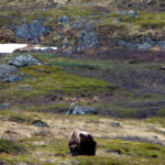 2008 Greenland Musk Ox 1 - 