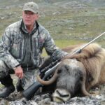 MUSKOX hunting in Greenland - 