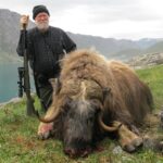 MUSKOX hunting in Greenland #icelandichuntingclub #huntingiceland.com #huntinggreenland.com #huntinginiceland #huntingingreenland #cbeo (2) - 