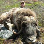 MUSKOX hunting in Greenland #icelandichuntingclub #huntingiceland.com #huntinggreenland.com #huntinginiceland #huntingingreenland #cbeo (2) - 