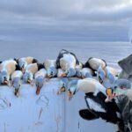 The Icelandic Hunting Club - The best hunting in Iceland and Greenland. 