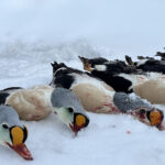 The Icelandic Hunting Club - The best hunting in Iceland and Greenland. 